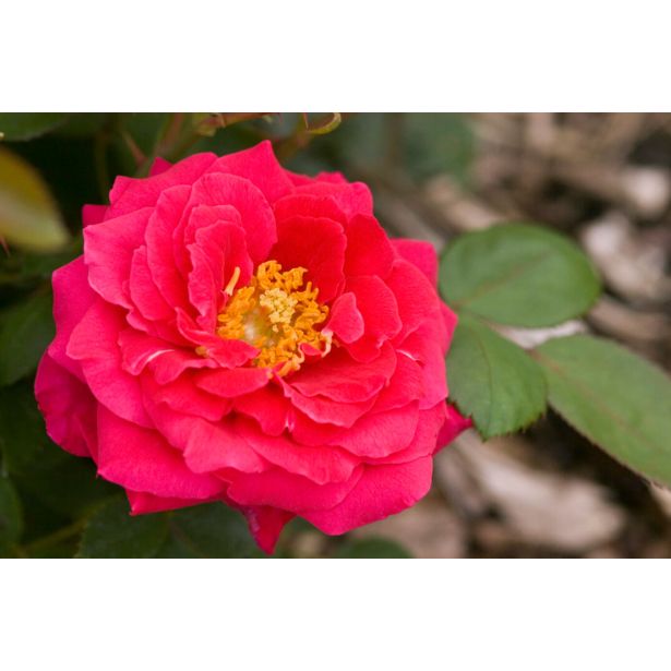 VRTNICA GRMASTA EASY ELEGANCE L19CM