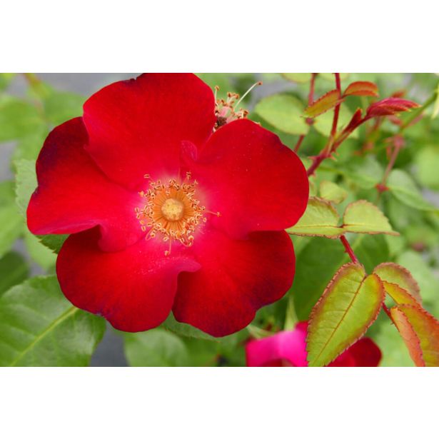 VRTNICA GRMASTA EASY ELEGANCE L19CM