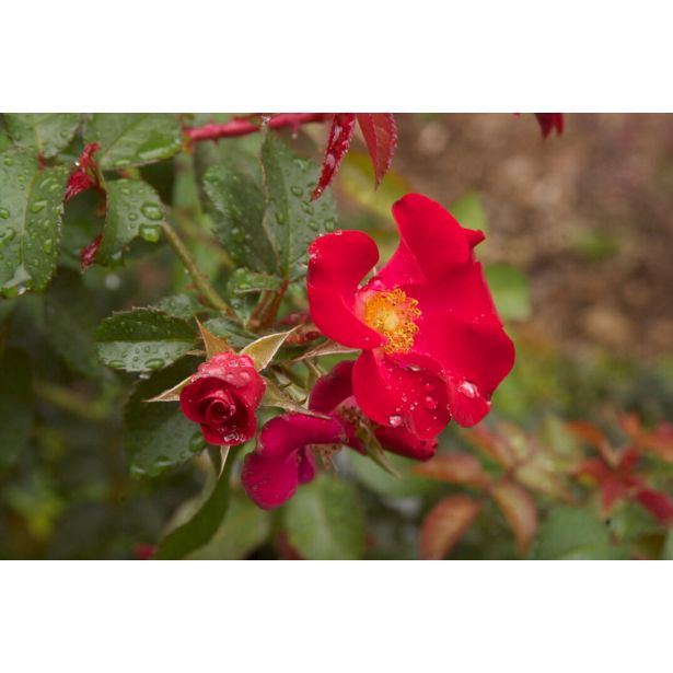 VRTNICA GRMASTA EASY ELEGANCE L19CM