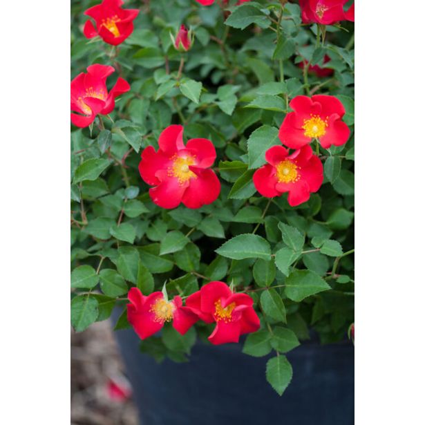 VRTNICA GRMASTA EASY ELEGANCE L19CM