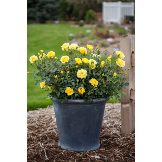 VRTNICA GRMASTA EASY ELEGANCE L19CM