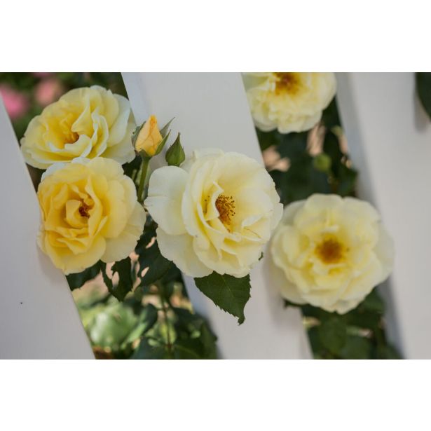 VRTNICA GRMASTA EASY ELEGANCE L19CM