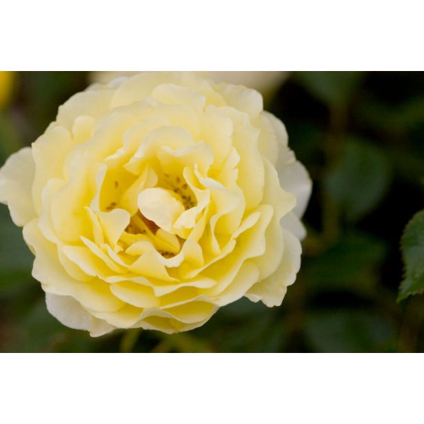 VRTNICA GRMASTA EASY ELEGANCE L19CM