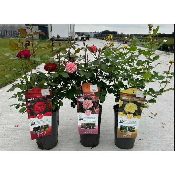 VRTNICA GRMASTA MEILOVE L19CM