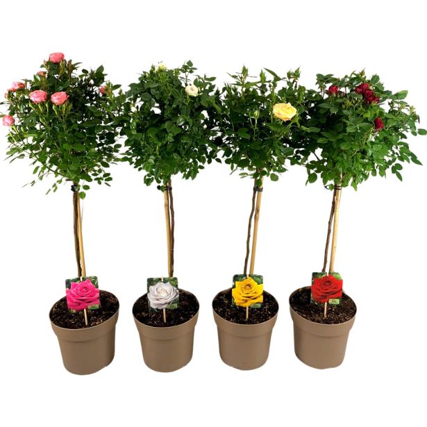 VRTNICA NA DEBLU L19 CM