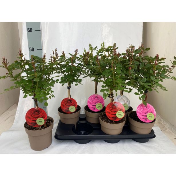 VRTNICA NA STEBLU MIX L15