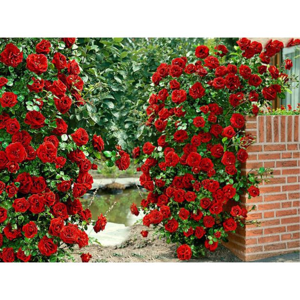 VRTNICA NEW YORK PLEZAJOČA RDEČA 2L VREČKA