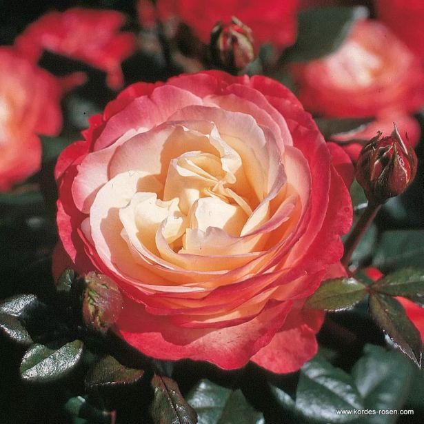 VRTNICA NOSTALGIE L3 L