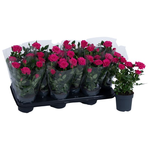 VRTNICA TEMNO ROŽNATA L 10.5 CM