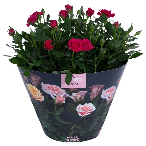 VRTNICA TEMNO ROŽNATA L 10.5 CM