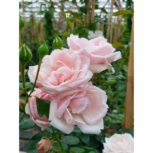 VRTNICA VZPENJAVA PREMIUM L2 L