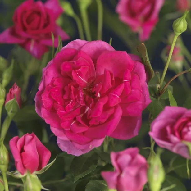 VRTNICA VZPENJAVA PREMIUM L2 L