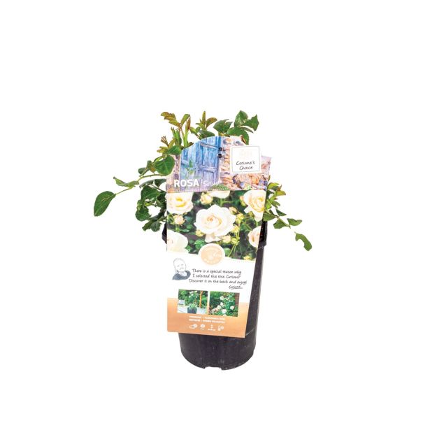 VRTNICA VRTNICA Z VELIKIM CVETOM L19