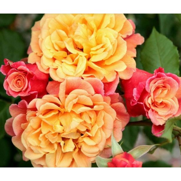 VRTNICA Z ZDRAVIM LISTJEM  ALOHA KORDES VZPENJAVKA L2 L