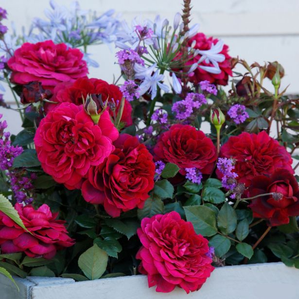 VRTNICA Z ZDRAVIM LISTJEM BELLEVUE KORDES HIBRIDNA ČAJEVKA L2 L