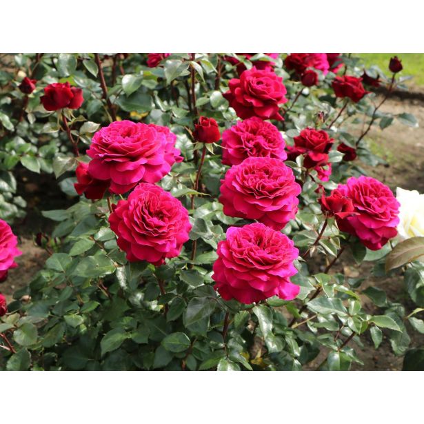 VRTNICA Z ZDRAVIM LISTJEM BELLEVUE KORDES HIBRIDNA ČAJEVKA L2 L