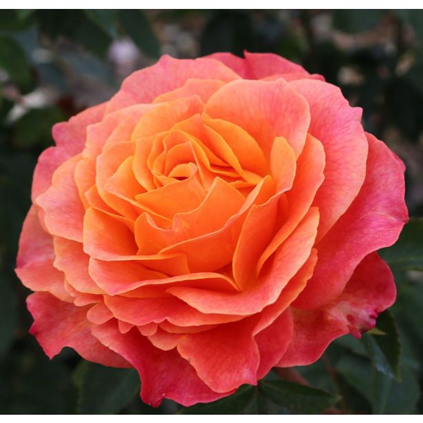 VRTNICA Z ZDRAVIM LISTJEM BETTER TIMES KORDES HIBRIDNA ČAJEVKA L2 L