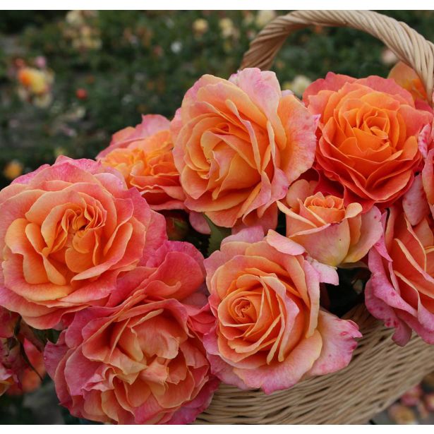 VRTNICA Z ZDRAVIM LISTJEM BETTER TIMES KORDES HIBRIDNA ČAJEVKA L2 L