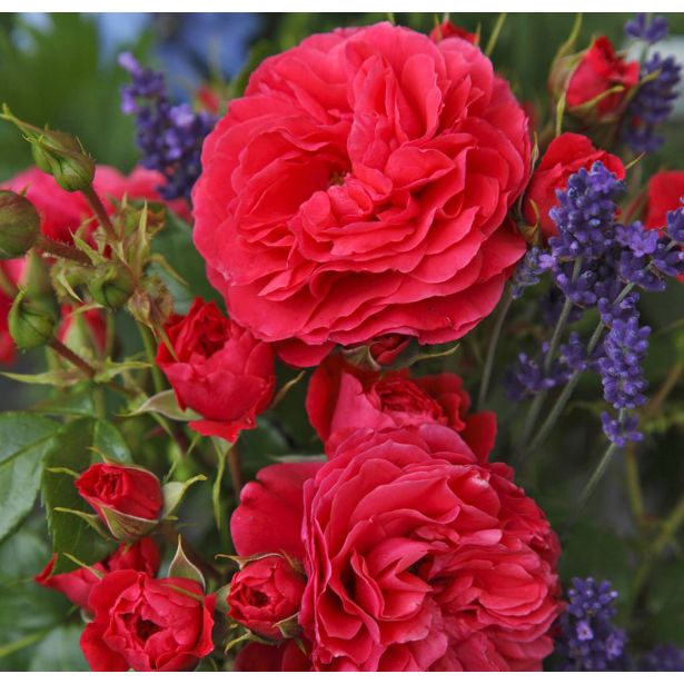 VRTNICA Z ZDRAVIM LISTJEM CHERRY GIRL KORDES MNOGOCVETNICA L2 L