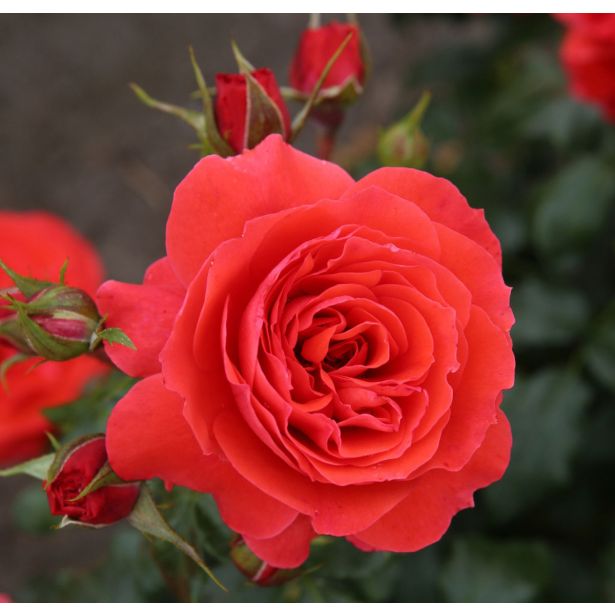 VRTNICA Z ZDRAVIM LISTJEM CHERRY GIRL KORDES MNOGOCVETNICA L2 L