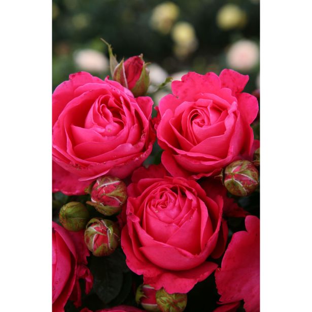 VRTNICA Z ZDRAVIM LISTJEM CHERRY LADY KORDES HIBRIDNA ČAJEVKA L2 L