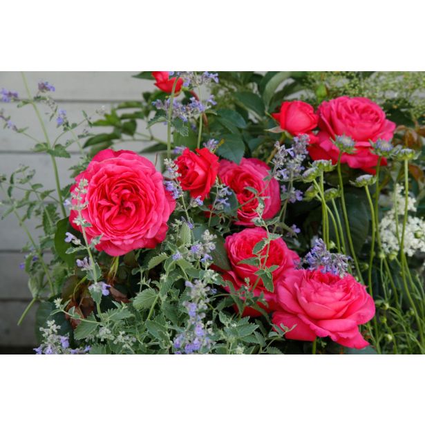 VRTNICA Z ZDRAVIM LISTJEM CHERRY LADY KORDES HIBRIDNA ČAJEVKA L2 L