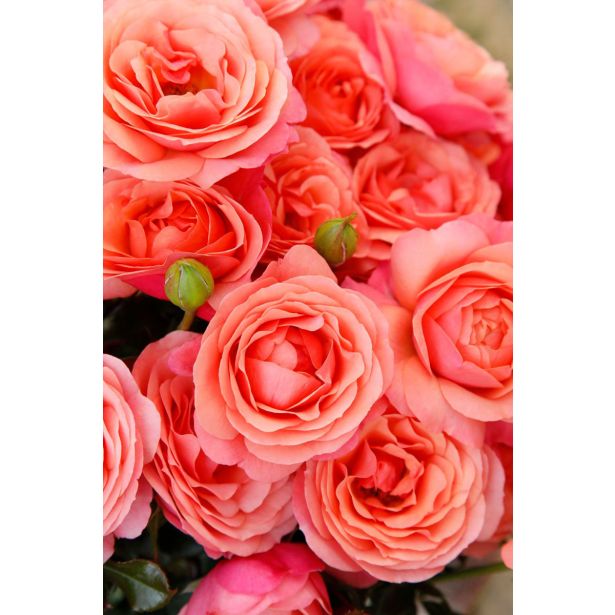 VRTNICA Z ZDRAVIM LISTJEM CORAL LIONS ROSE KORDES MNOGOCVETNICA L2 L