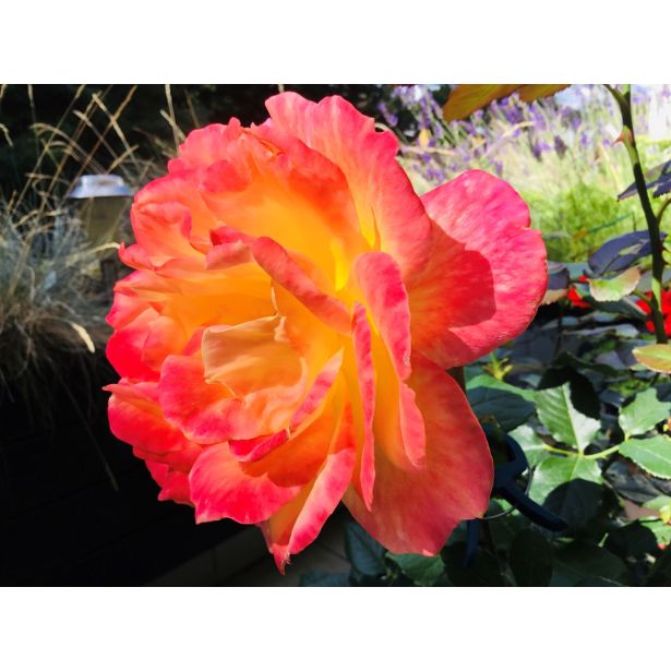 VRTNICA Z ZDRAVIM LISTJEM FLAMING STAR KORDES HIBRIDNA ČAJEVKA L2 L