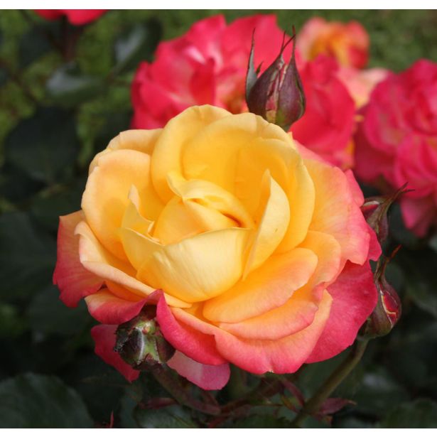 VRTNICA Z ZDRAVIM LISTJEM FLAMING STAR KORDES HIBRIDNA ČAJEVKA L2 L