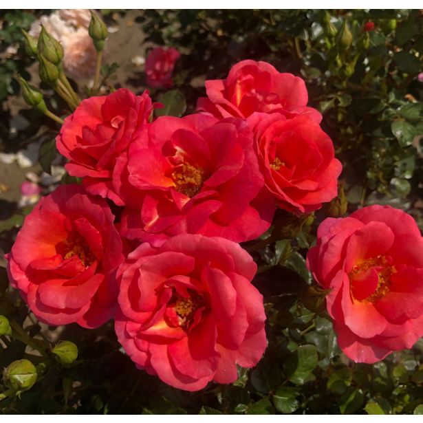 VRTNICA Z ZDRAVIM LISTJEM FLAMINGO KORDES MNOGOCVETNICA L2 L