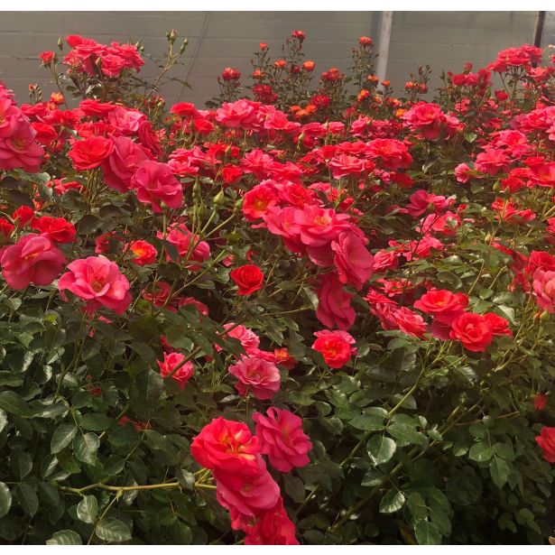 VRTNICA Z ZDRAVIM LISTJEM FLAMINGO KORDES MNOGOCVETNICA L2 L