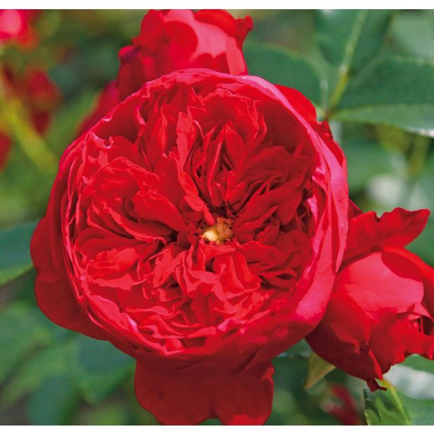 VRTNICA Z ZDRAVIM LISTJEM FLORENTINA KORDES VZPENJAVKA L2 L