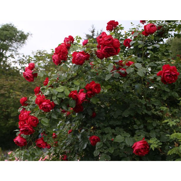 VRTNICA Z ZDRAVIM LISTJEM FLORENTINA KORDES VZPENJAVKA L2 L