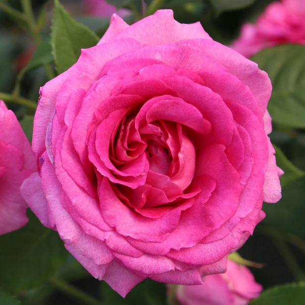 VRTNICA Z ZDRAVIM LISTJEM FRÄULEIN MARIA KORDES MNOGOCVETNICA L2 L