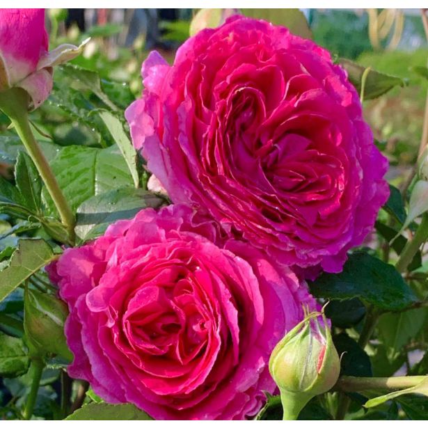 VRTNICA Z ZDRAVIM LISTJEM FRÄULEIN MARIA KORDES MNOGOCVETNICA L2 L