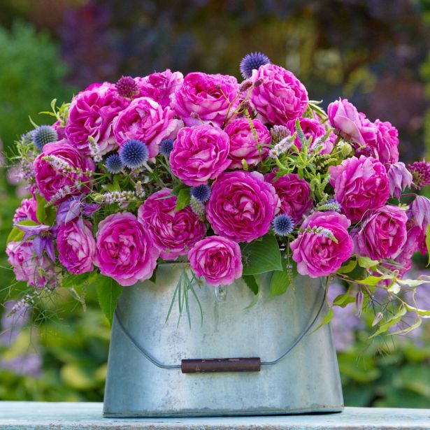 VRTNICA Z ZDRAVIM LISTJEM FRÄULEIN MARIA KORDES MNOGOCVETNICA L2 L