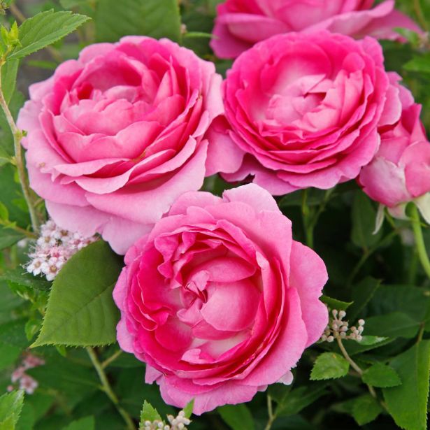 VRTNICA Z ZDRAVIM LISTJEM FRÄULEIN MARIA KORDES MNOGOCVETNICA L2 L