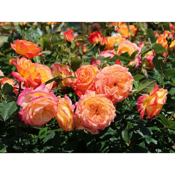 VRTNICA Z ZDRAVIM LISTJEM GARTENSPAß KORDES MNOGOCVETNICA L2 L