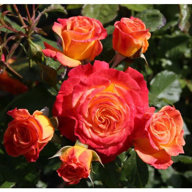 VRTNICA Z ZDRAVIM LISTJEM GARTENSPAß KORDES MNOGOCVETNICA L2 L