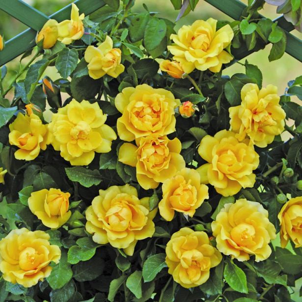 VRTNICA Z ZDRAVIM LISTJEM GOLDEN GATE KORDES VZPENJAVKA L2 L