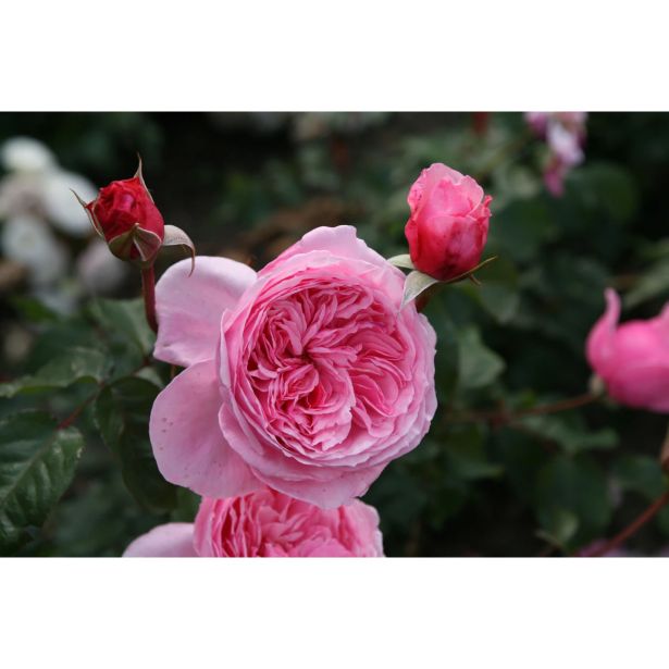 VRTNICA Z ZDRAVIM LISTJEM KISS ME KATE KORDES VZPENJAVKA L2 L