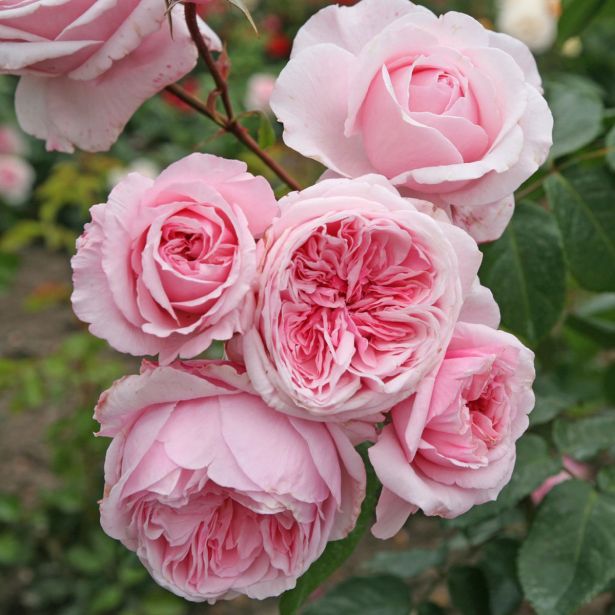 VRTNICA Z ZDRAVIM LISTJEM KISS ME KATE KORDES VZPENJAVKA L2 L