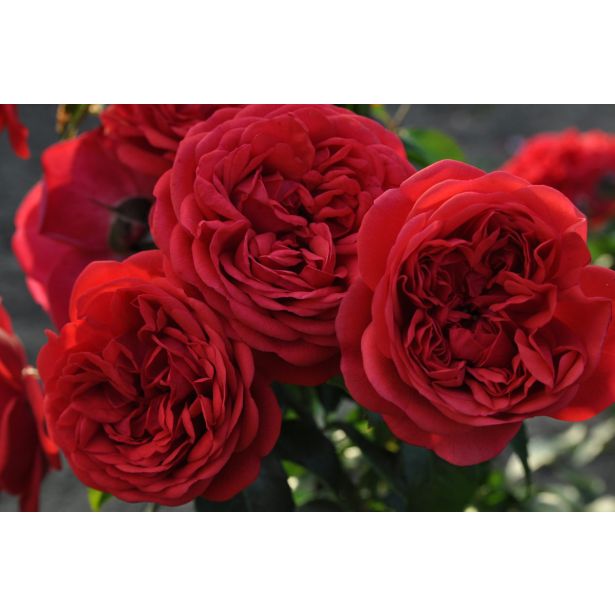 VRTNICA Z ZDRAVIM LISTJEM OUT OF ROSENHEIM KORDES MNOGOCVETNICA L2 L