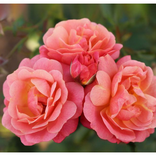 VRTNICA Z ZDRAVIM LISTJEM  PEACH MELBA KORDES VZPENJAVKA L2 L