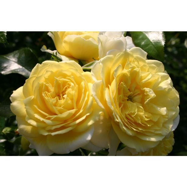 VRTNICA Z ZDRAVIM LISTJEM SOLERO KORDES MNOGOCVETNICA L2 L