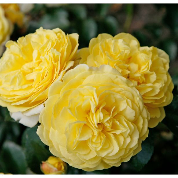 VRTNICA Z ZDRAVIM LISTJEM SOLERO KORDES MNOGOCVETNICA L2 L