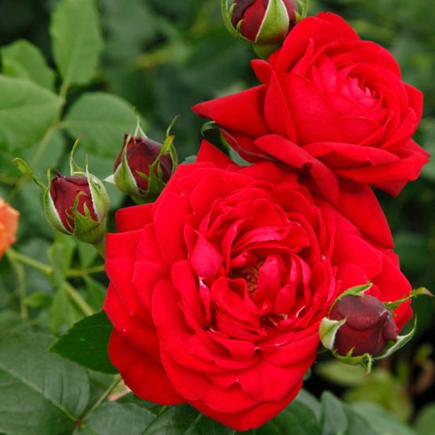 VRTNICA Z ZDRAVIM LISTJEM TIAMO KORDES HIBRIDNA ČAJEVKA L2 L