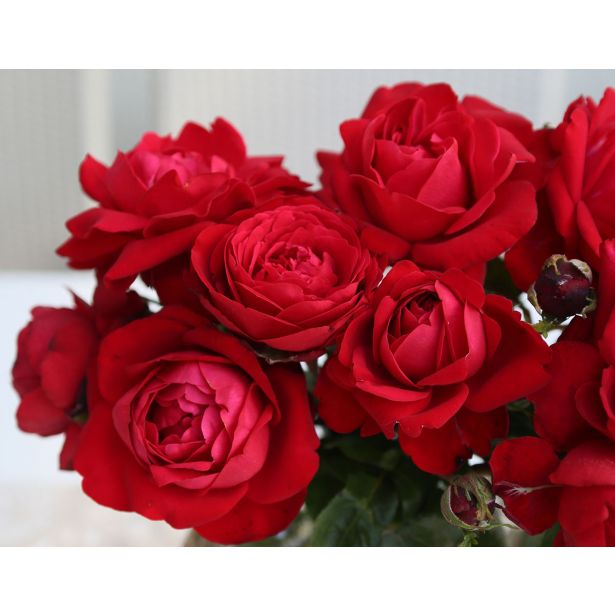 VRTNICA Z ZDRAVIM LISTJEM TIAMO KORDES HIBRIDNA ČAJEVKA L2 L