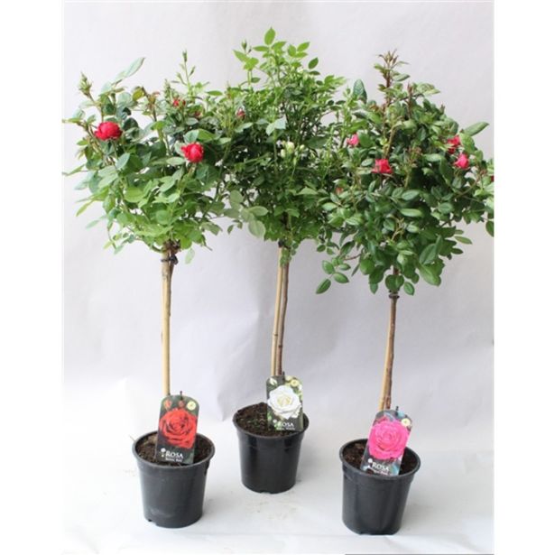 VRTNICA NA STEBLU MIX L21