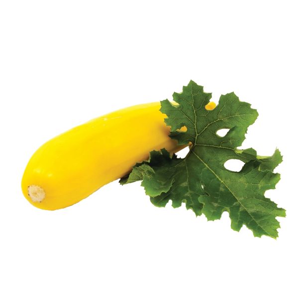 PLODOVKE DOBRO & ZDRAVO BUČKE SEBRING F1